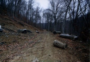 Logging job that nearly destroyed the Haley-McCoy grave